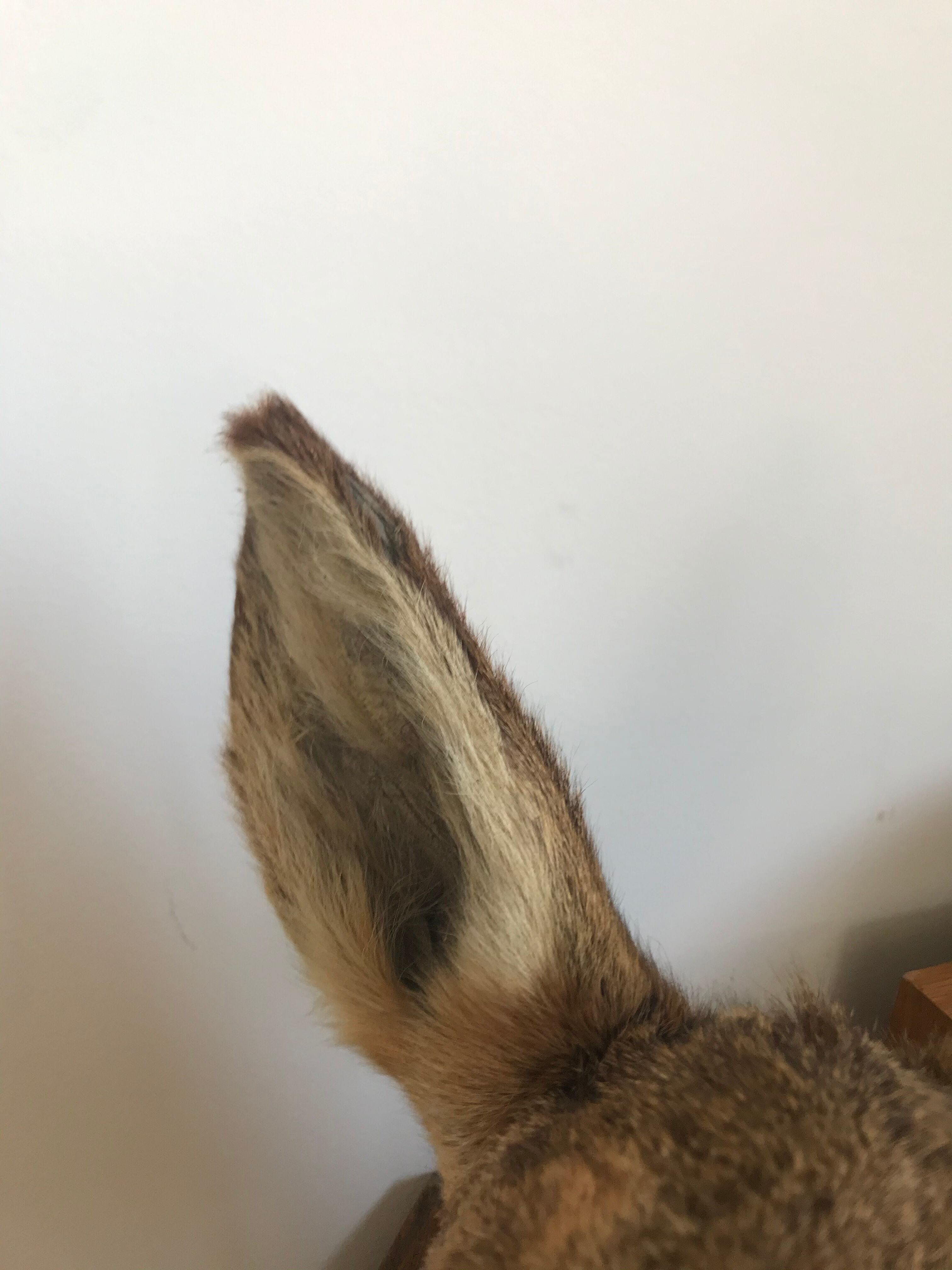 Taxidermy deer head