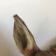 Taxidermy deer head