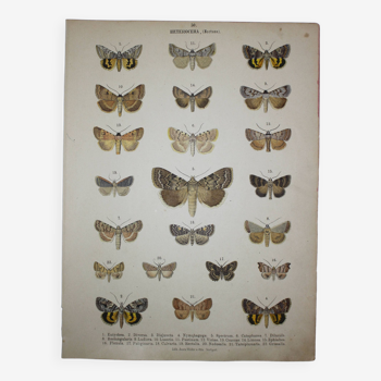 Planche de ancienne de Papillons - Lithographie de 1887 - Eutychea