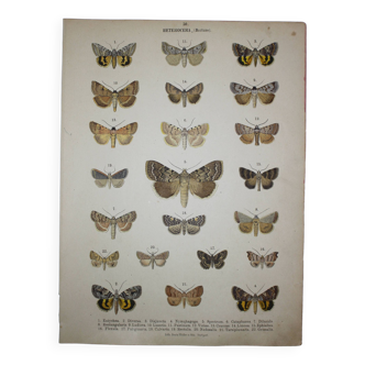Old plate of Butterflies - Lithograph from 1887 - Eutychea