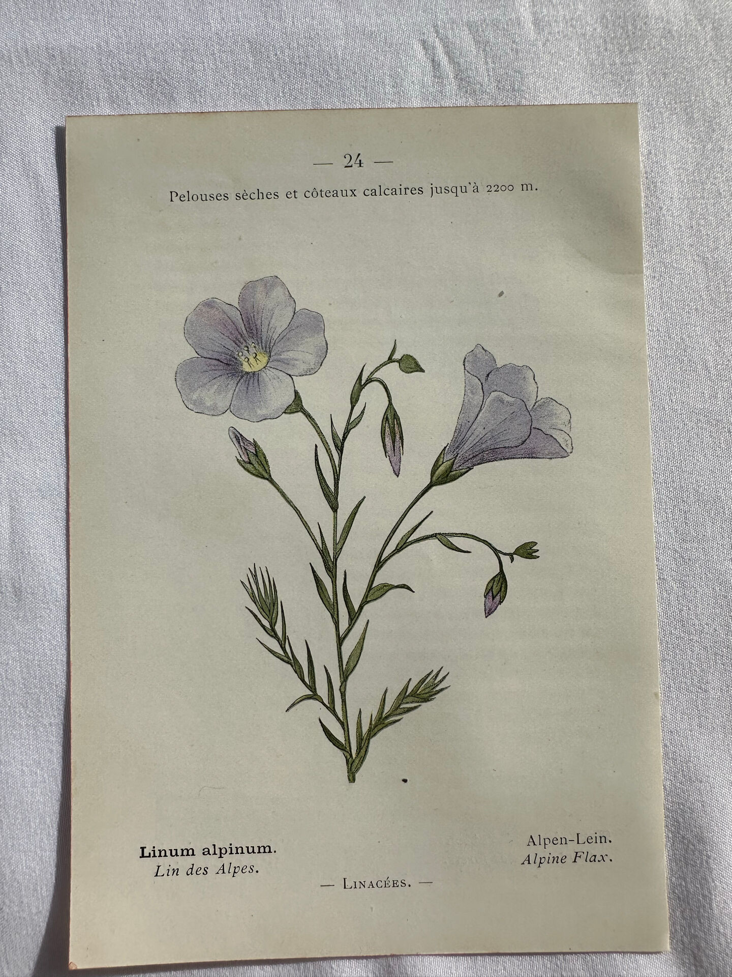 Naturalist Plate – 19th Century Botanical Engraving, Double-Sided