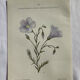 Naturalist Plate – 19th Century Botanical Engraving, Double-Sided