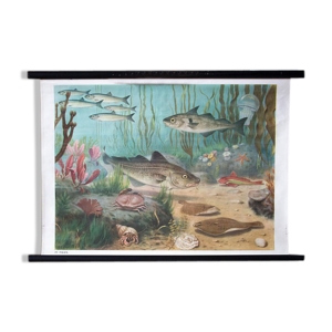 Affiche pédagogique sous la mer,