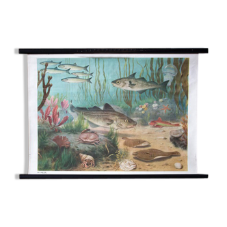 Affiche pédagogique sous la mer, poissons, 1953
