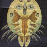 Poster wall of the Jung-Koch-Quentell School "Entomostracat" 1959