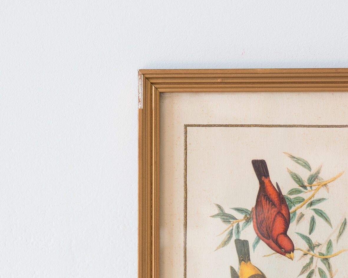 Frameworks of natural history