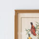 Frameworks of natural history
