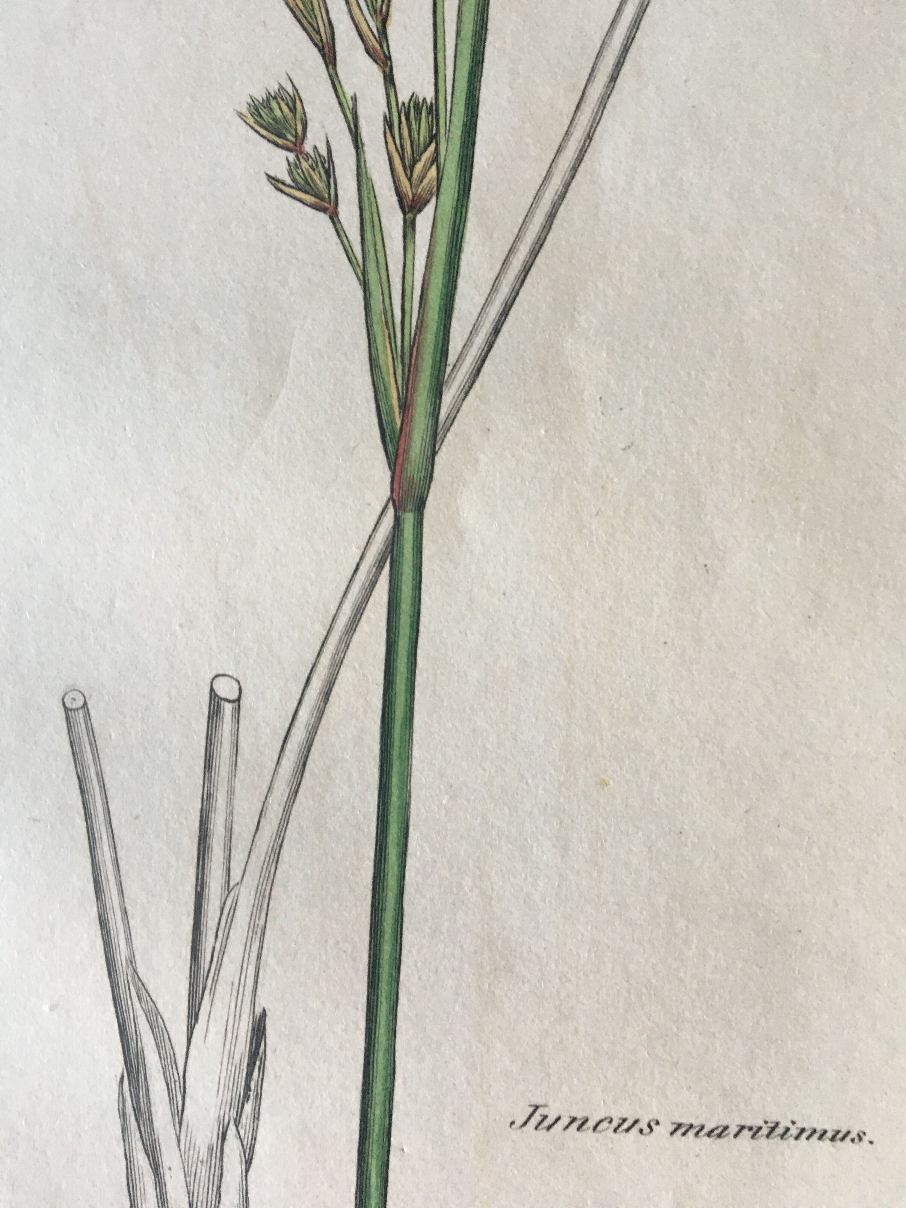 Duo de planches botaniques anglaises , édition 1809