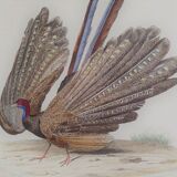 Original Ornithological Board " l'argus " - Buffon 1838