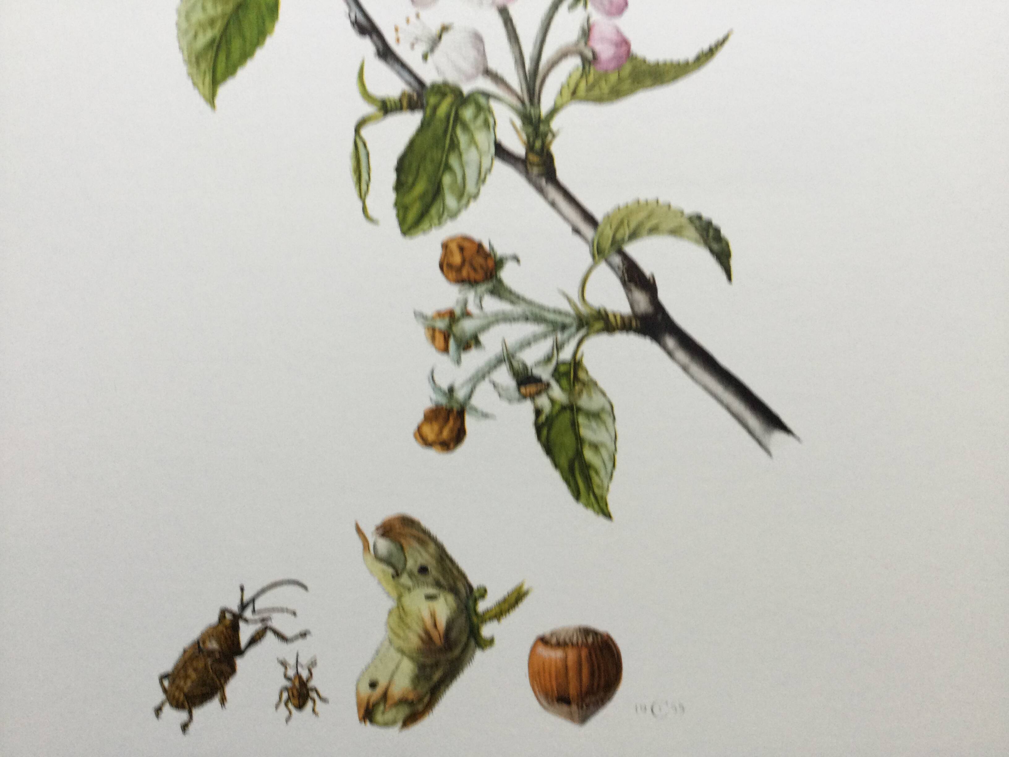 Old illustration "insects", 1960s.