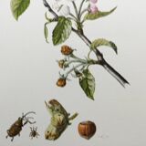 Illustration ancienne "insectes", années 60.