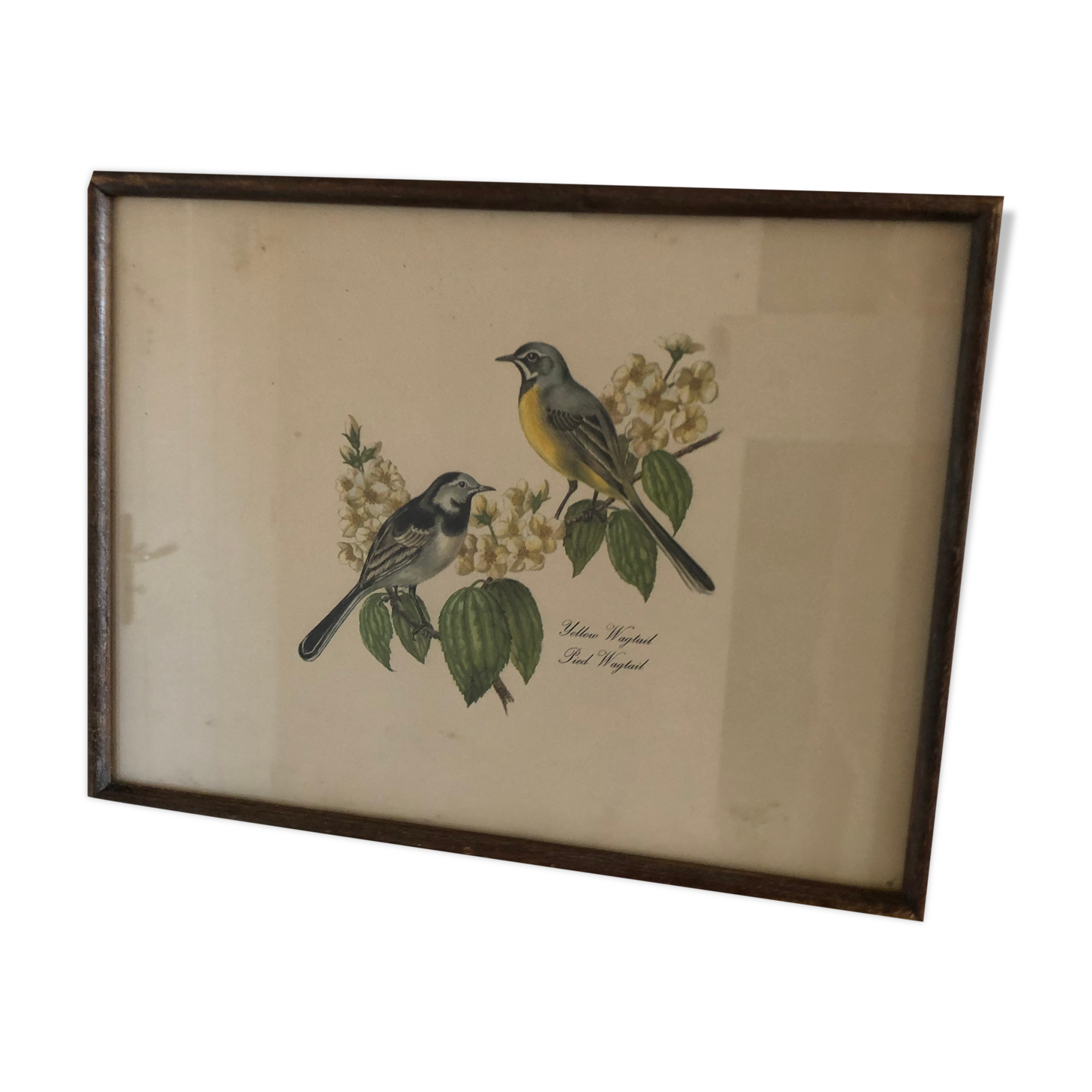 Engraving under glass two wagtail birds