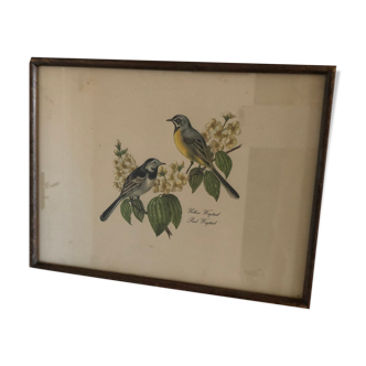 Engraving under glass two wagtail birds