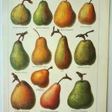 Old engraving 1922, Pear, varieties, fruit, pear tree, pomology • Lithograph, Original plate