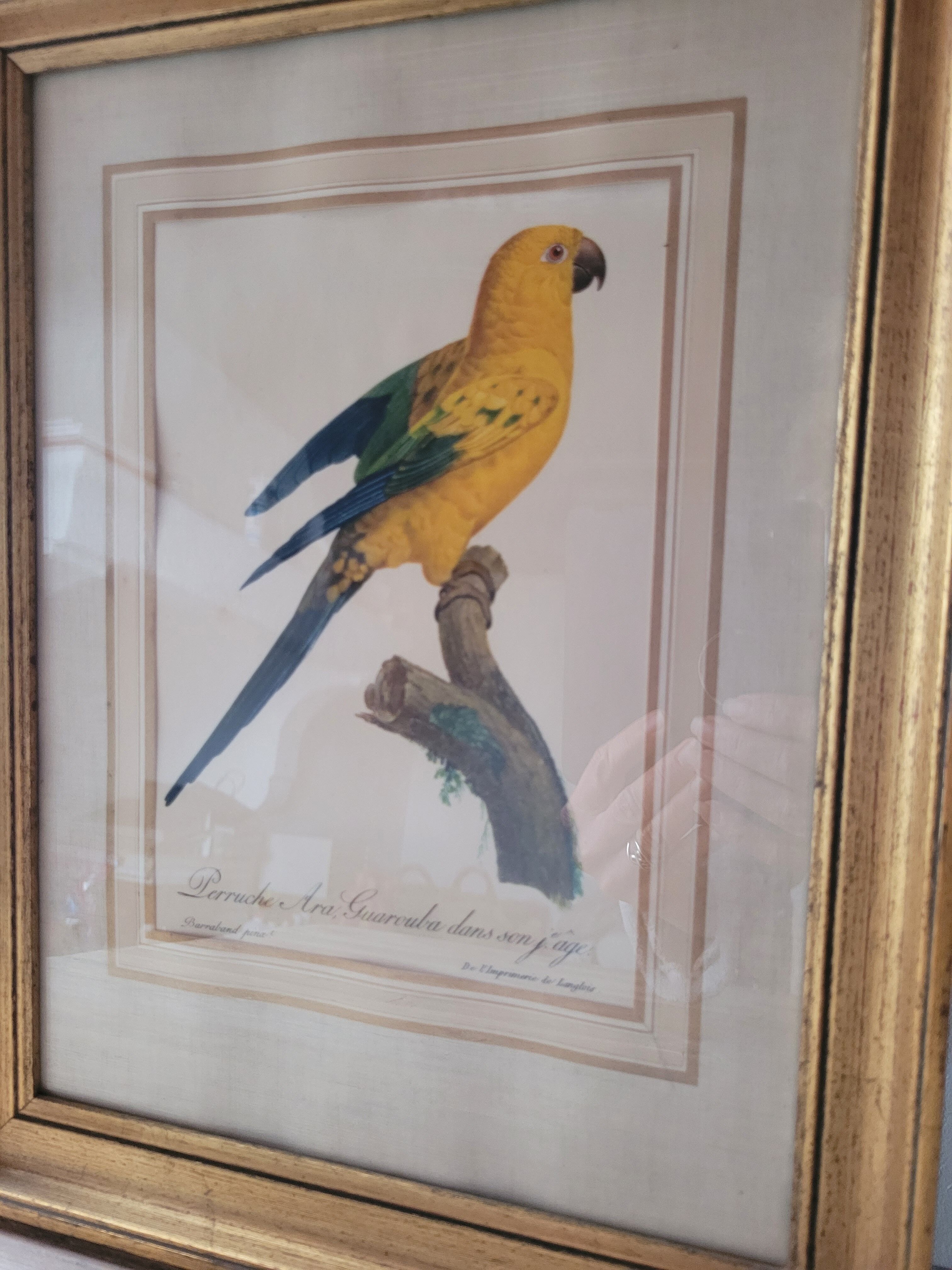Yellow Macaw engraving