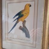 Yellow Macaw engraving