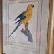 Gravure Ara jaune