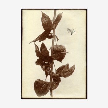 Ancient photograph of a branch of Physalis