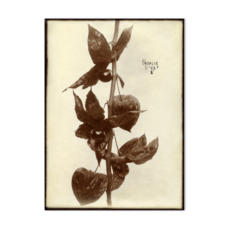 Ancient photograph of a branch of Physalis