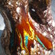 Vase Vallauris