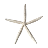 Étoile de mer