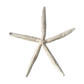 Étoile de mer