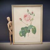Lithograph Rose Leaves Lettuce