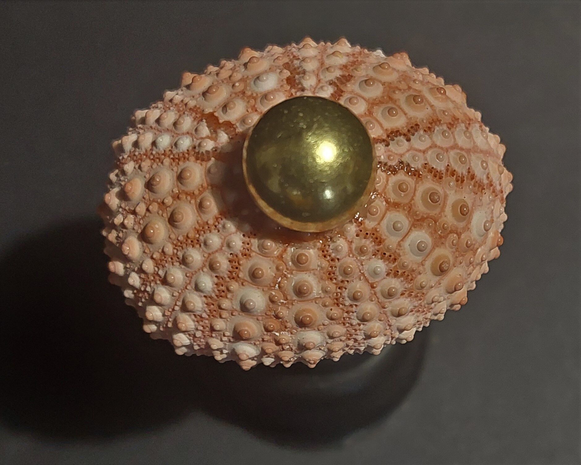 Cabinet of Curiosities sea urchin paracentrotus lividus on pedestal