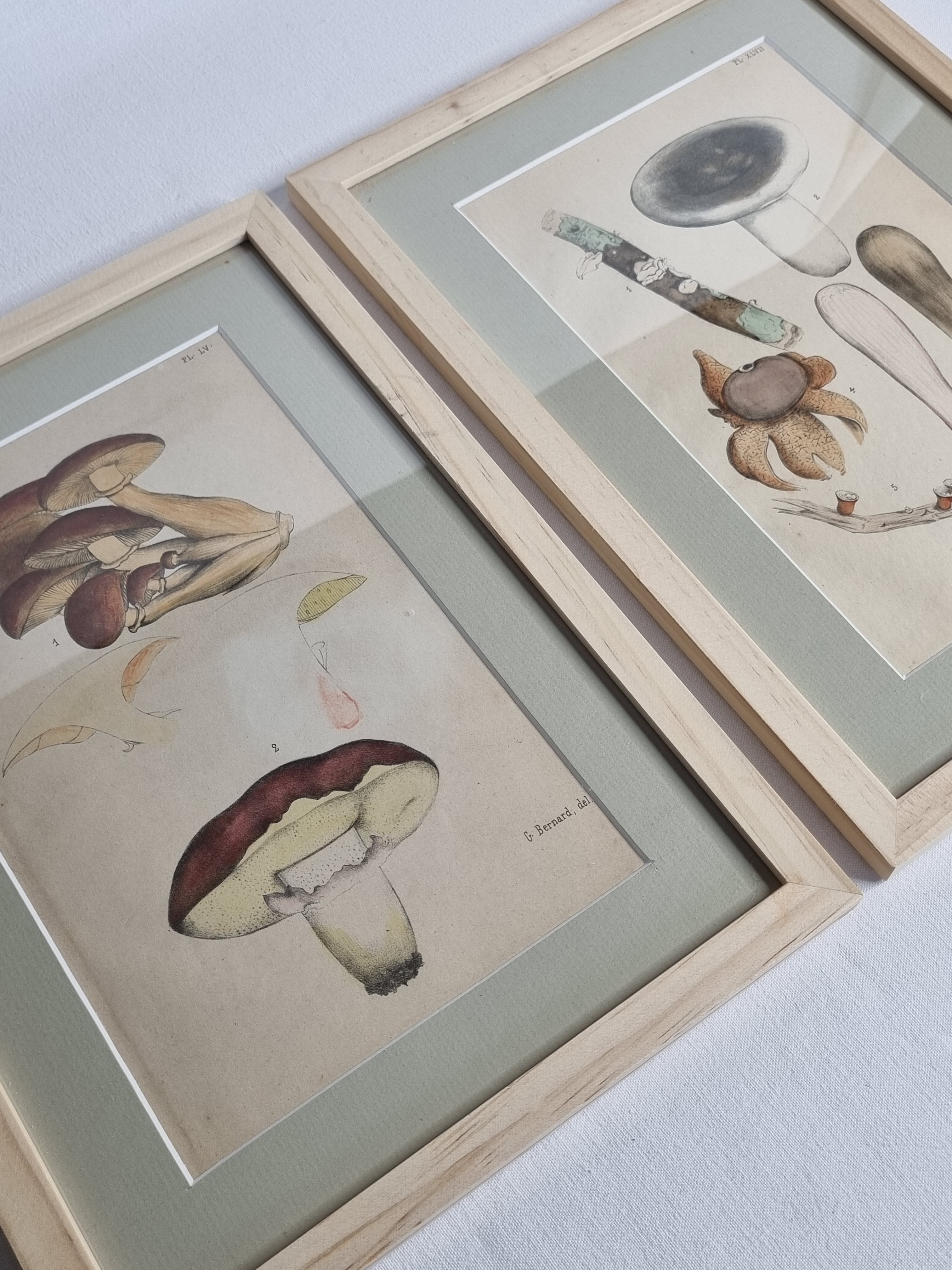 Deux anciennes gravures de champignons aquarellées XIXème siècle d'après G. Bernard