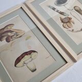 Two old engravings of watercolor mushrooms nineteenth century after G. Bernard