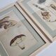 Two old engravings of watercolor mushrooms nineteenth century after G. Bernard
