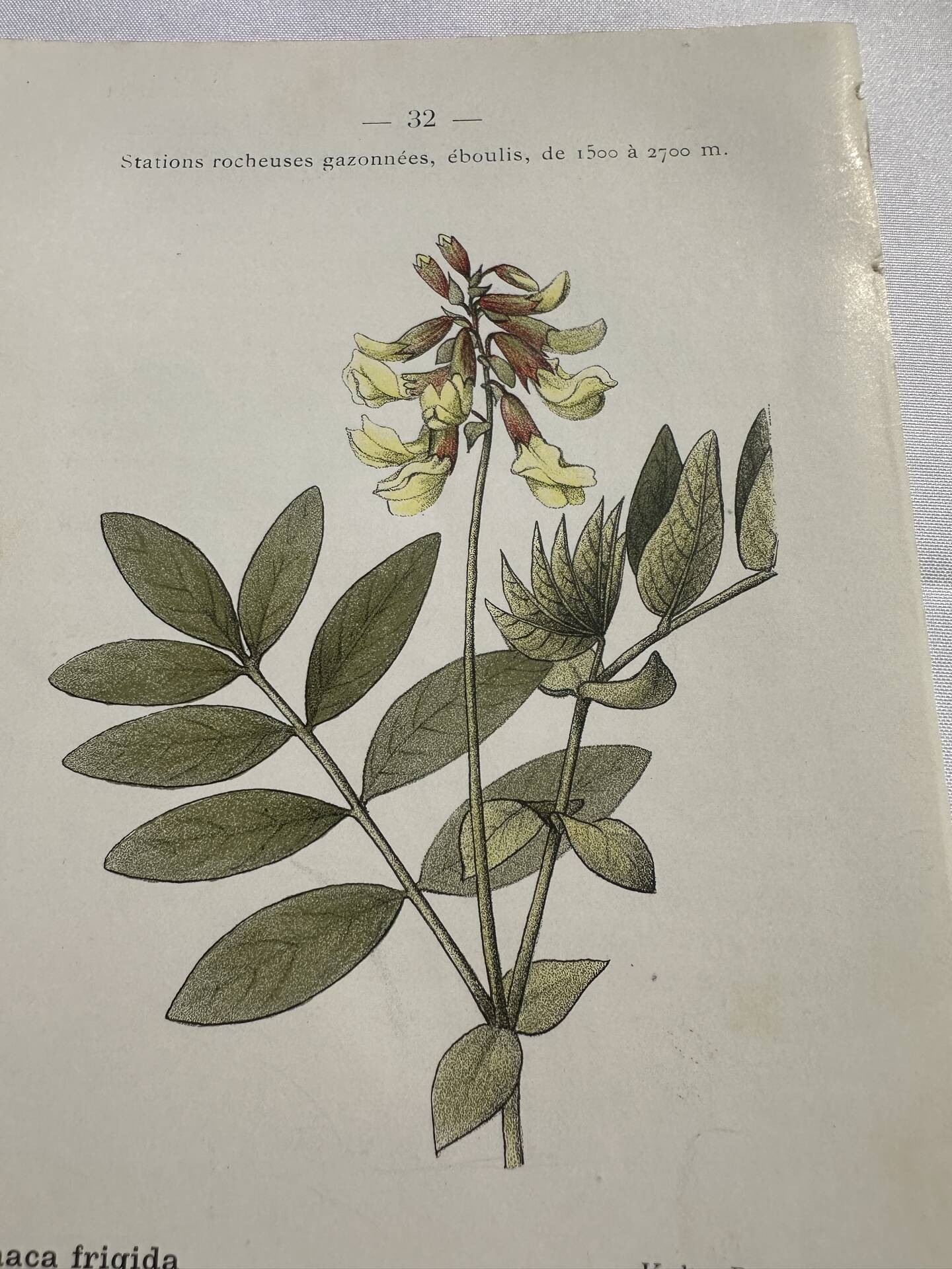 Botanical engraving naturalist plate flower plant of France