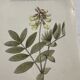 Botanical engraving naturalist plate flower plant of France