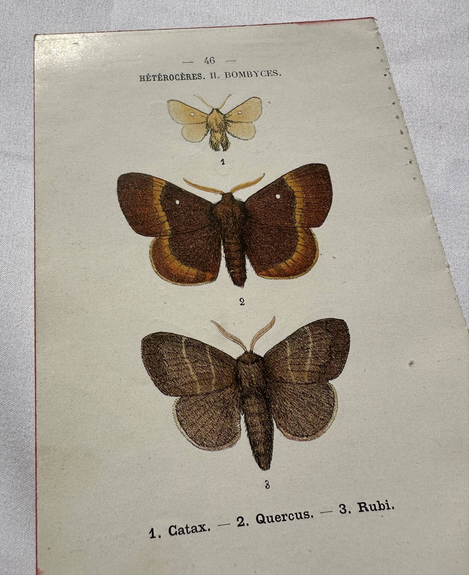 Botanical Plate 1800 Old naturalist engraving 19th century double-sided
