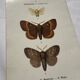 Botanical Plate 1800 Old naturalist engraving 19th century double-sided