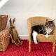 Hare Hennow XL articulated in wood 70cm