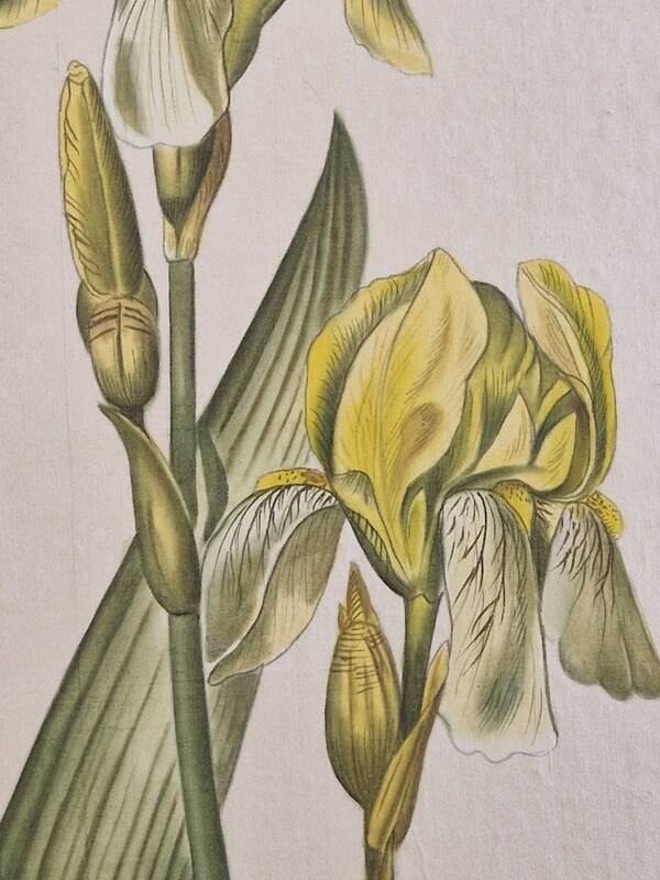 La Roche Laffitte (Born in 1943) - Watercolour drawing on silk - Yellow iris
