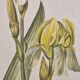 La Roche Laffitte (Born in 1943) - Watercolour drawing on silk - Yellow iris