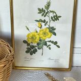 Botanical illustration PJ Redouté