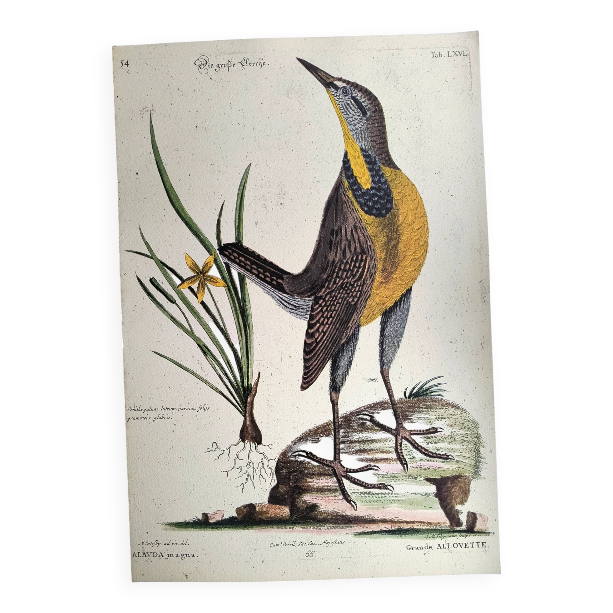 Old bird engraving - Great Lark - Zoological plate by Seligmann