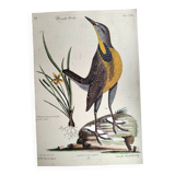 Old bird engraving - Great Lark - Zoological plate by Seligmann