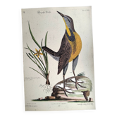 Ancienne Gravure oiseau -Grande Allouette- Planche zoologique de Seligmann
