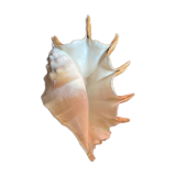 Conch shell