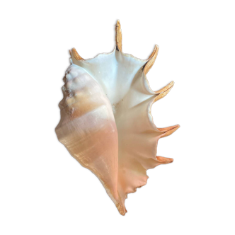 Conch shell