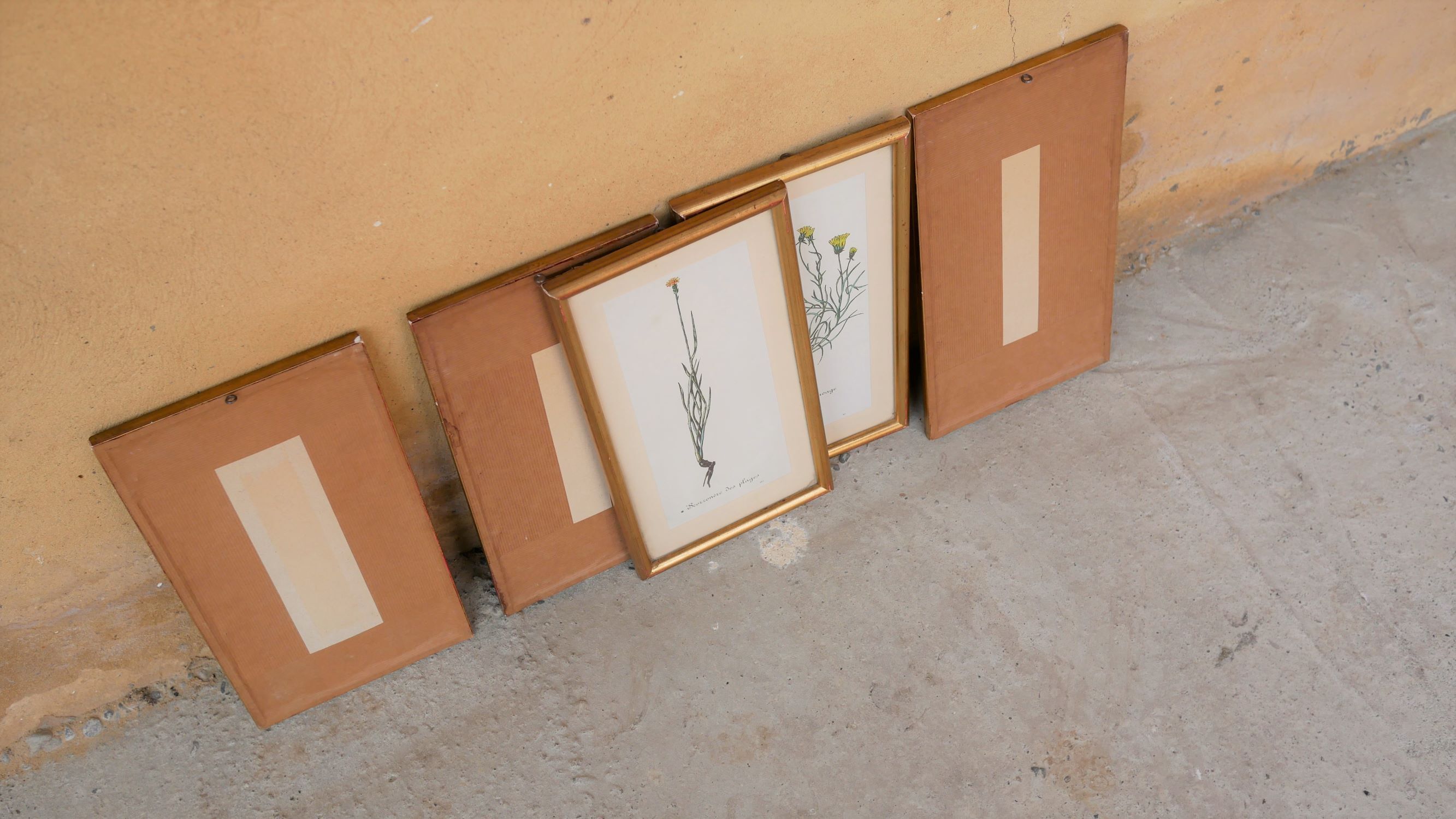 Series of 5 vintage botanical boards