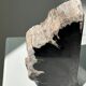 Black petrified wood bookend H17 L17 P6