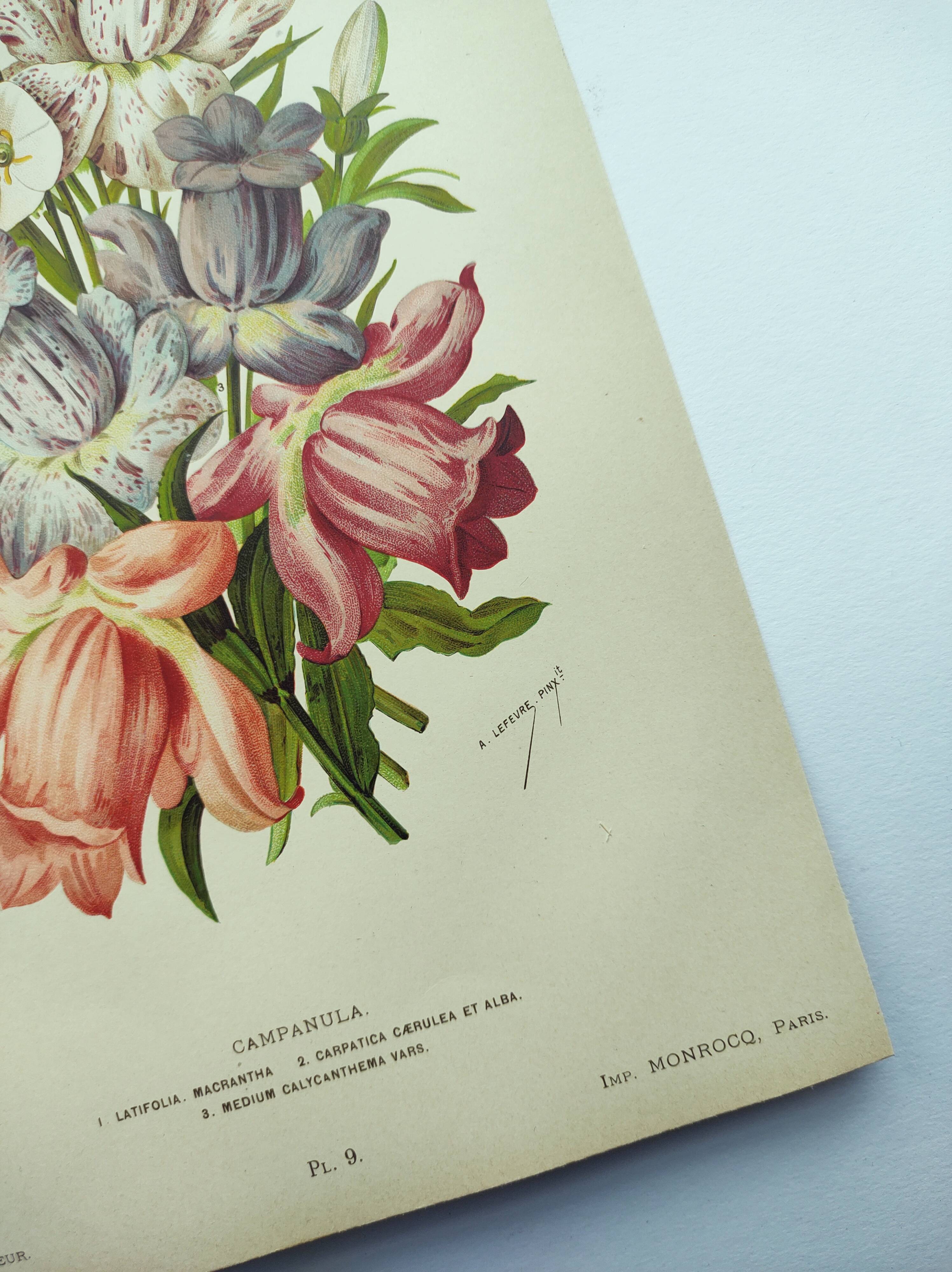 Lithographie botanique de 1897 - Campanule - Planche originale . Gravure ancienne florale de jardin