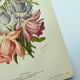 Lithographie botanique de 1897 - Campanule - Planche originale . Gravure ancienne florale de jardin
