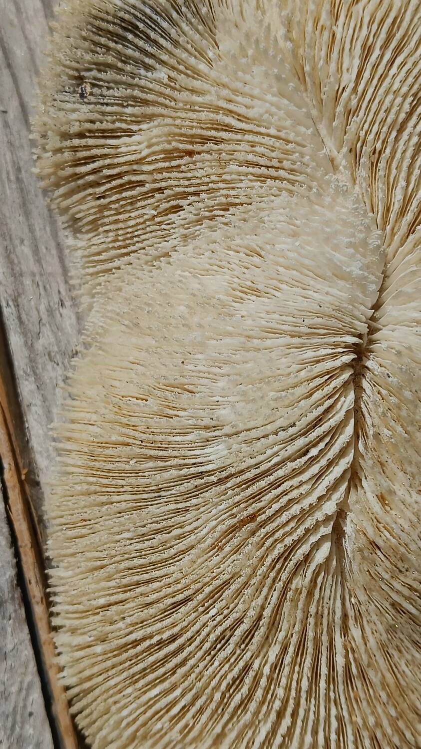 Vintage coral fungia large model