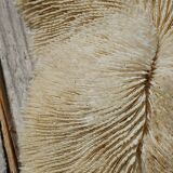 Vintage coral fungia large model